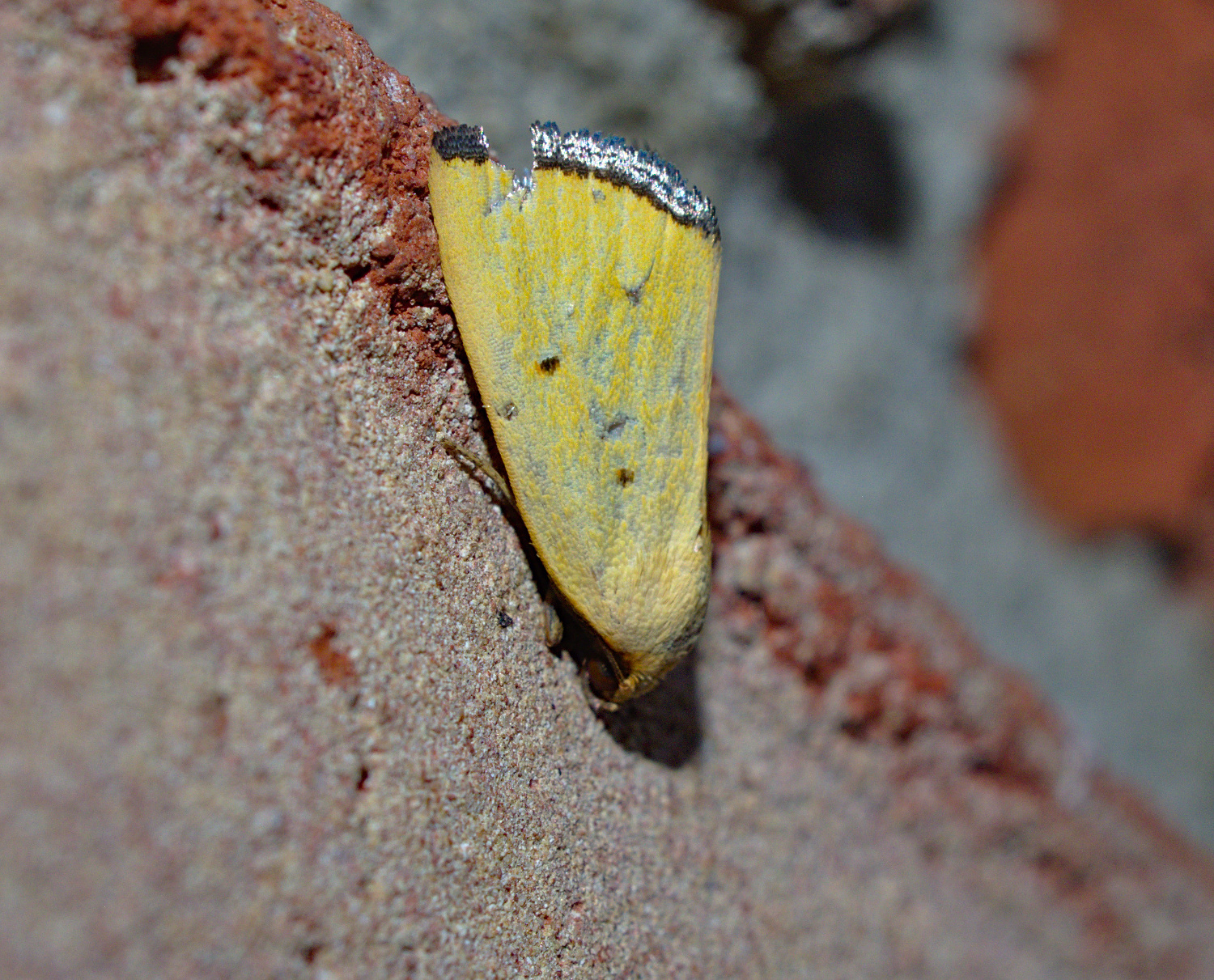 Looks tasty_20200902.jpg